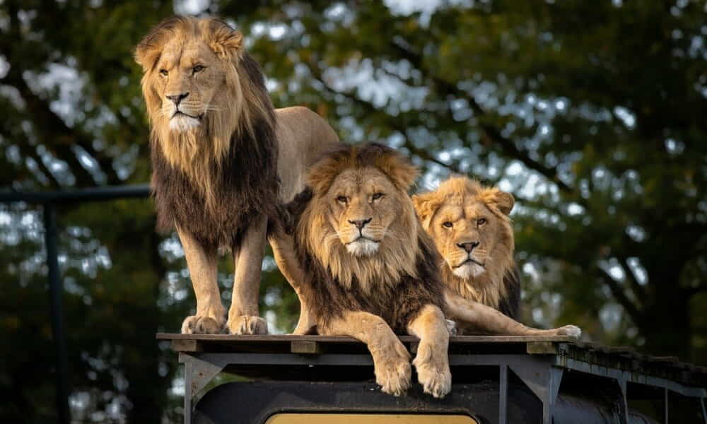 Лев в Танзании. Кения львы. ВВС Лев. Львы в Индии.